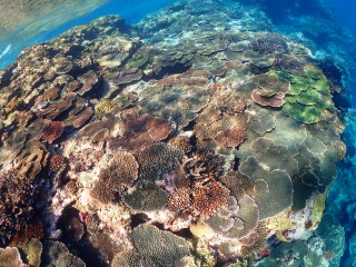 奄美大島のサンゴ礁