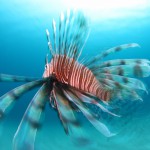 red-lionfish